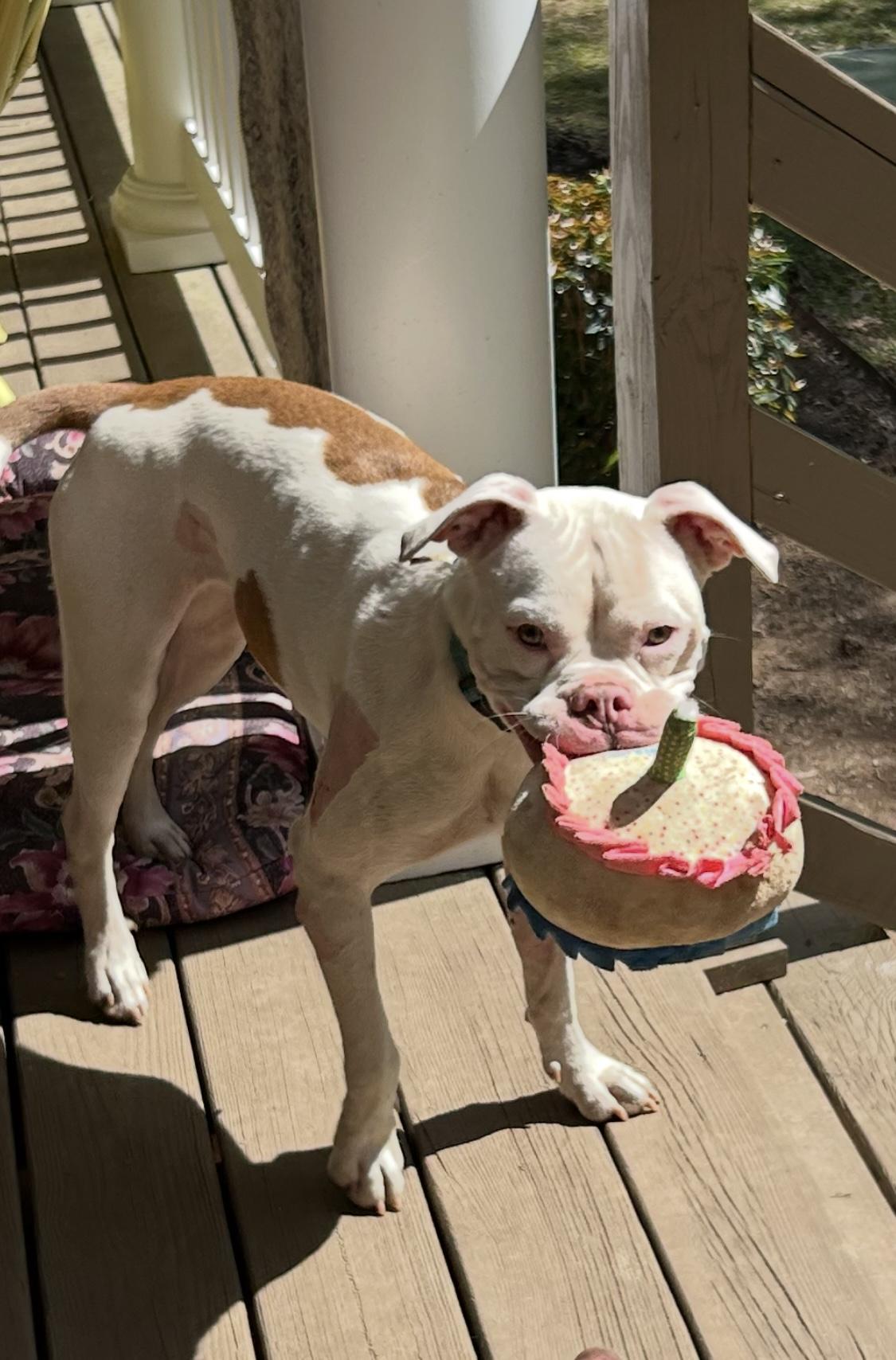 Enlarge Betty White, a Adoptable mixed breed in Zebulon, GA image 5/5