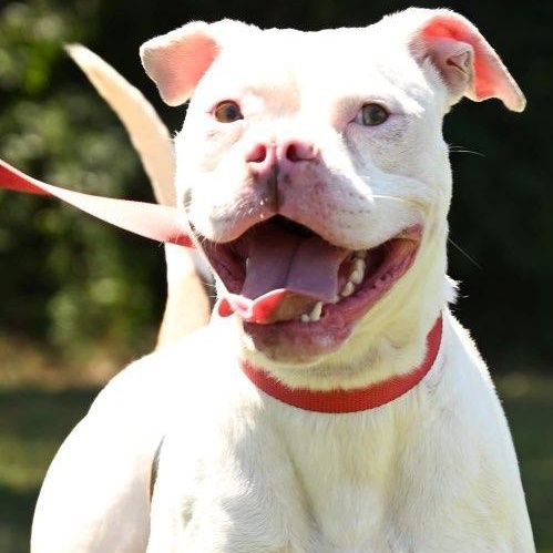Enlarge Betty White, a Adoptable mixed breed in Zebulon, GA image 2/5