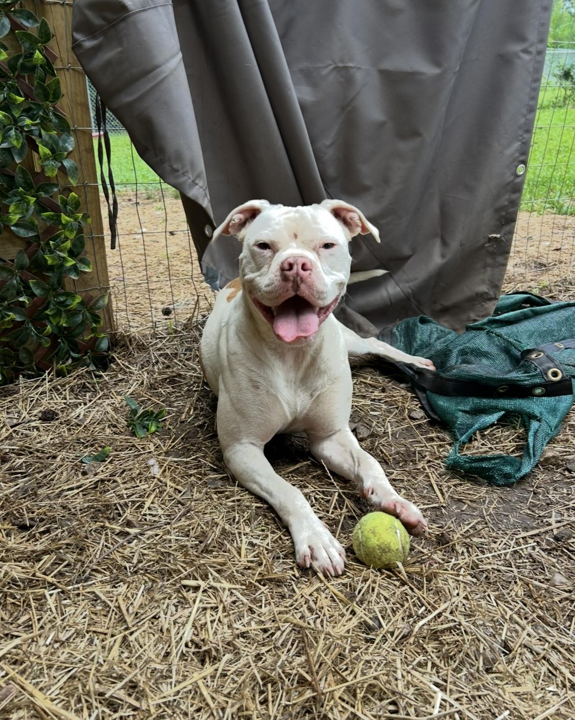 Betty White, Adoptable, Young Female Boxer & Pit Bull Terrier.
