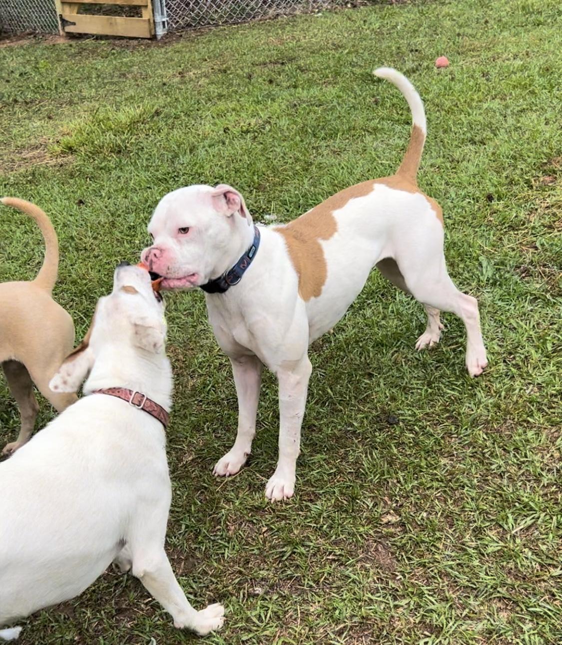 Enlarge Betty White, a Adoptable mixed breed in Zebulon, GA image 3/5