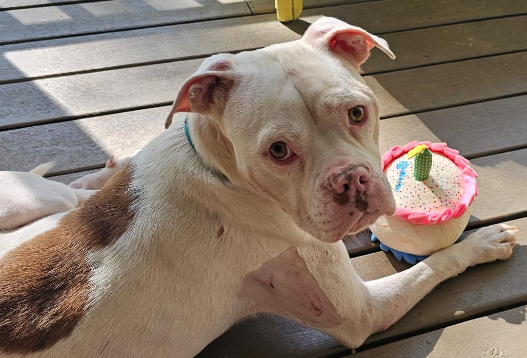 Enlarge Betty White, a Adoptable mixed breed in Zebulon, GA image 4/5