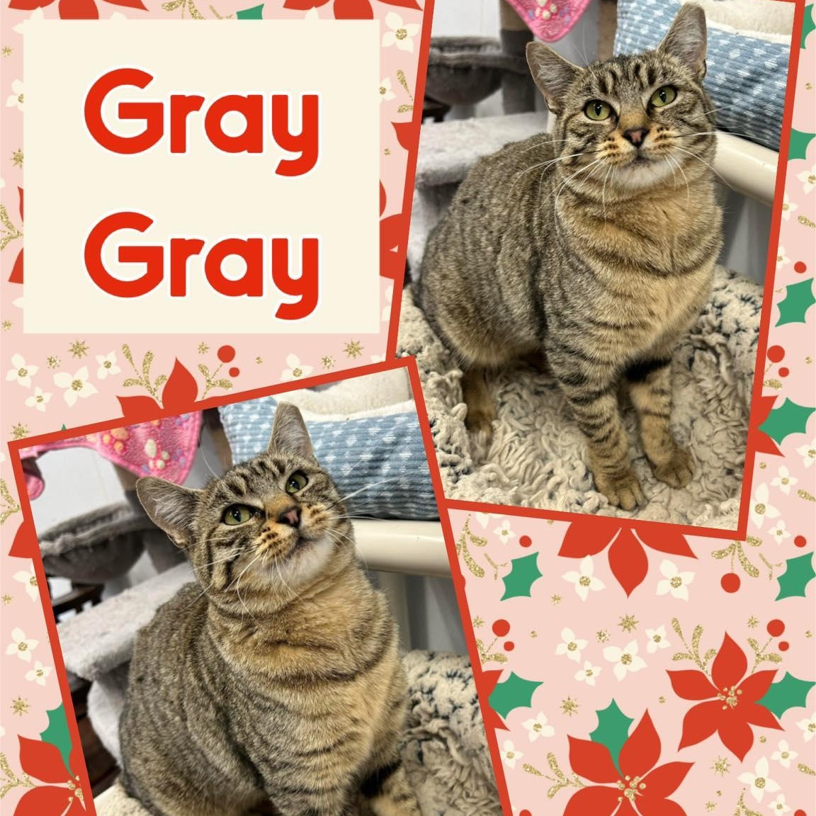 Gray Gray, Adult Female Domestic Short Hair