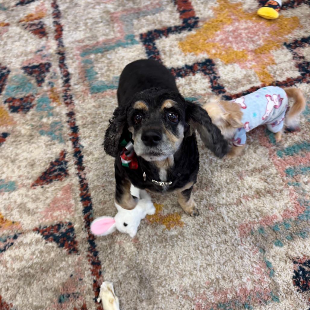 Jaeda, Adoptable, Senior Female Cocker Spaniel.