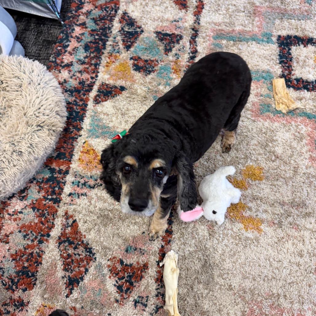 Enlarge Jaeda, a Adoptable Cocker Spaniel in Fond Du Lac, WI image 2/6