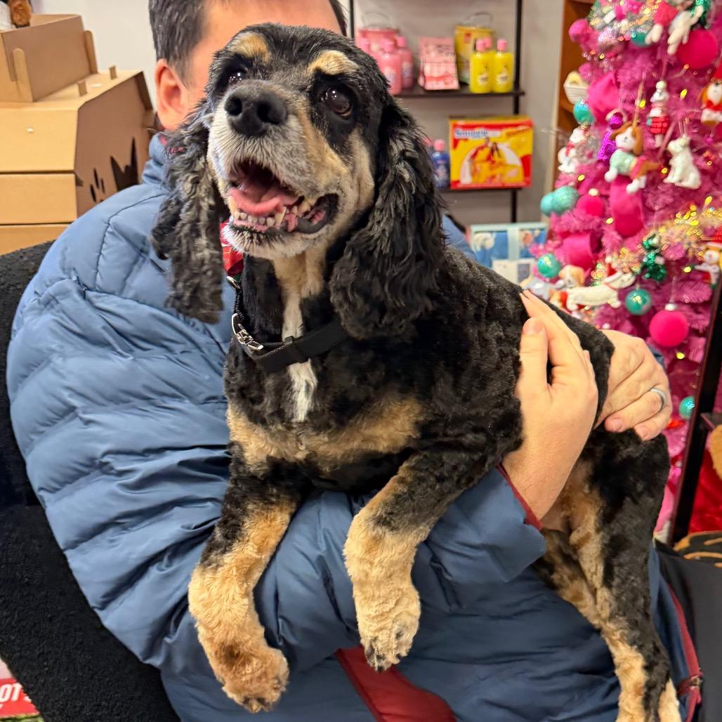Enlarge Jaeda, a Adoptable Cocker Spaniel in Fond Du Lac, WI image 3/6