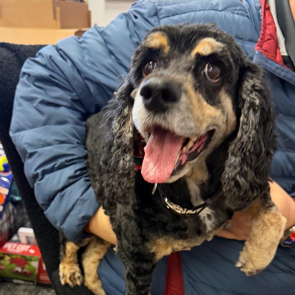 Enlarge Jaeda, a Adoptable Cocker Spaniel in Fond Du Lac, WI image 5/6