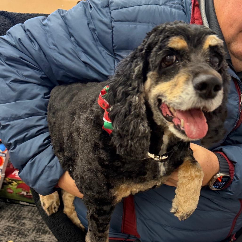 Enlarge Jaeda, a Adoptable Cocker Spaniel in Fond Du Lac, WI image 6/6