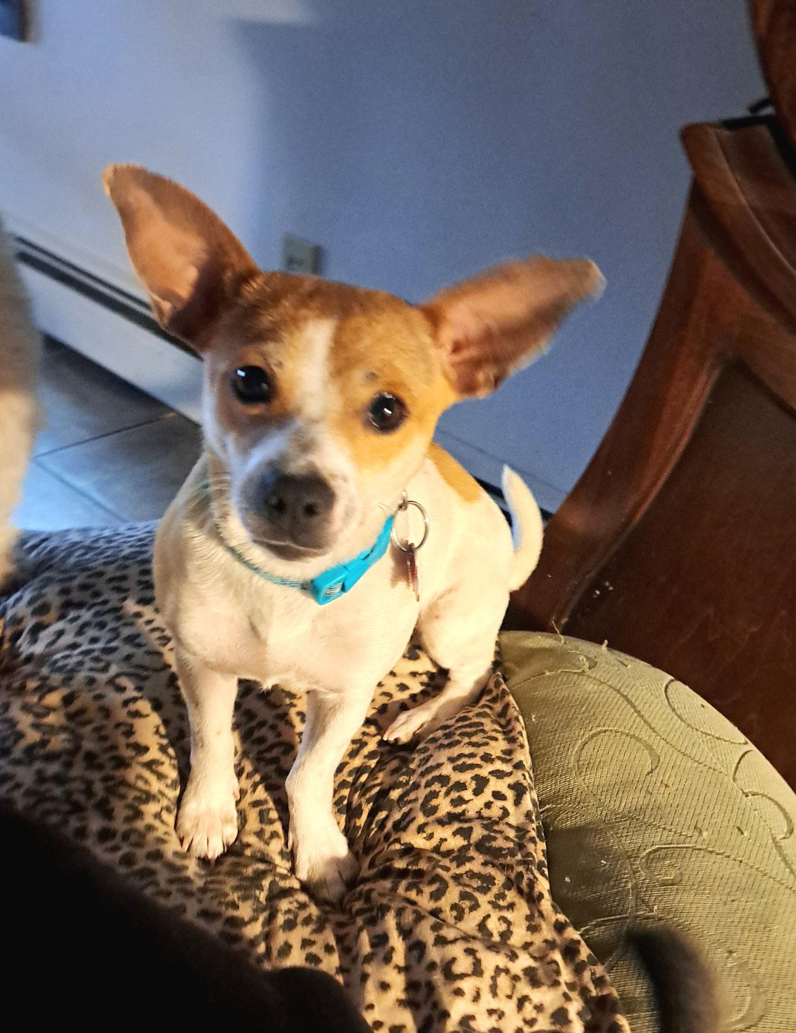 Mama Apricot, a Adoptable Chihuahua in Grafton, WI image 1/3