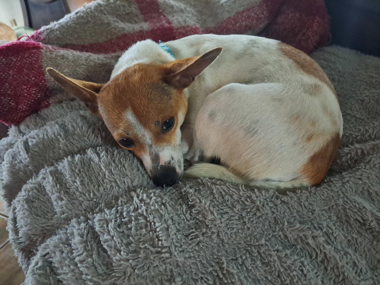 Mama Apricot, a Adoptable Chihuahua in Grafton, WI image 2/3