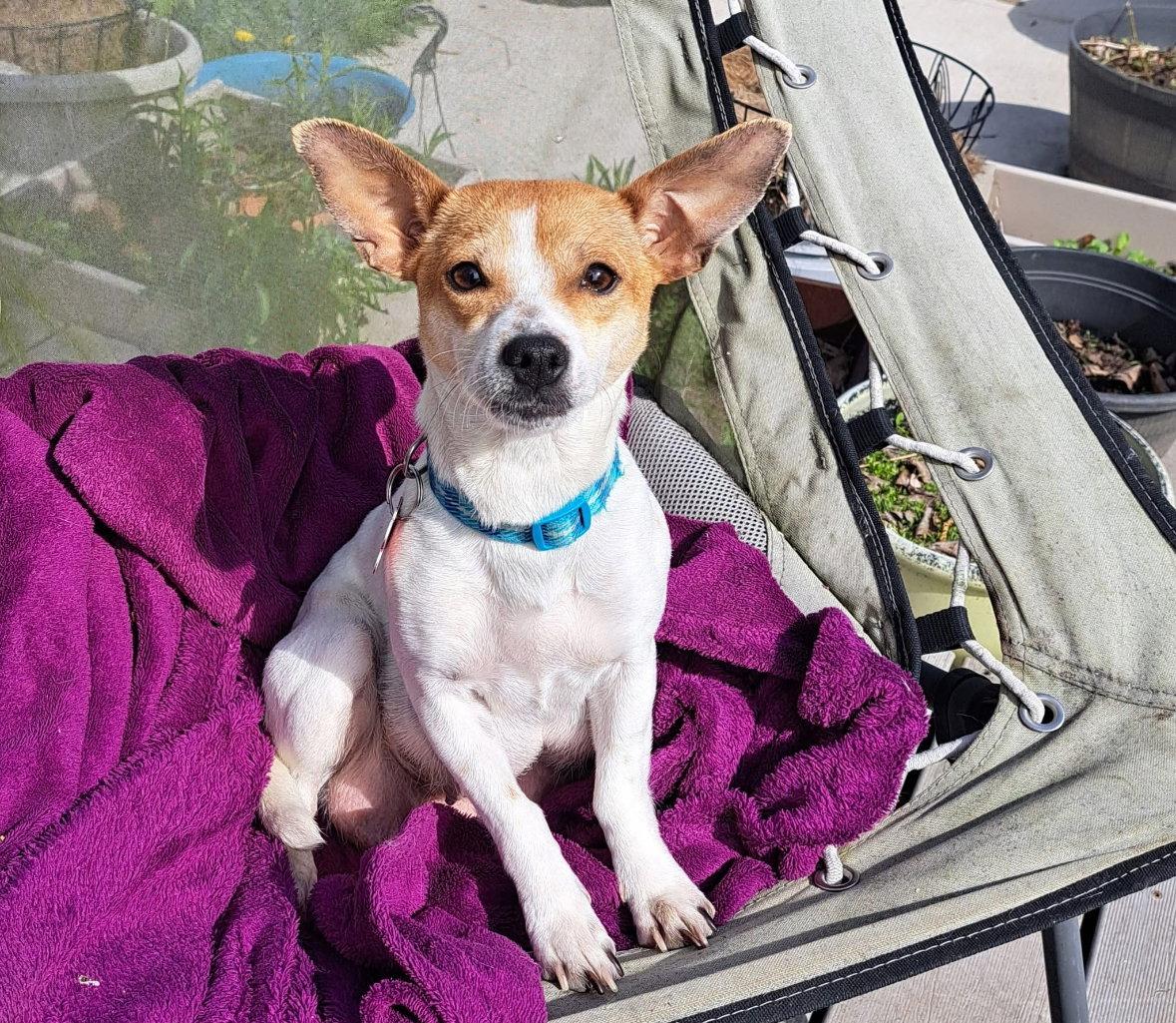 Mama Apricot, a Adoptable Chihuahua in Grafton, WI image 3/3