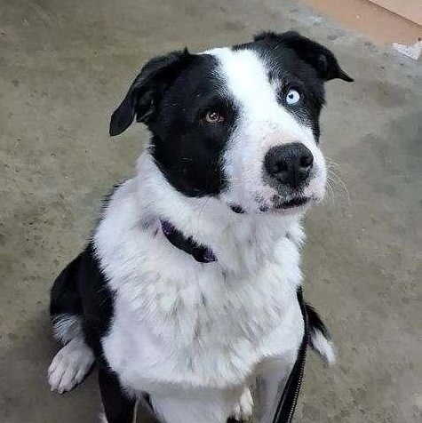 Bo, adopted, Adult Male Border Collie.