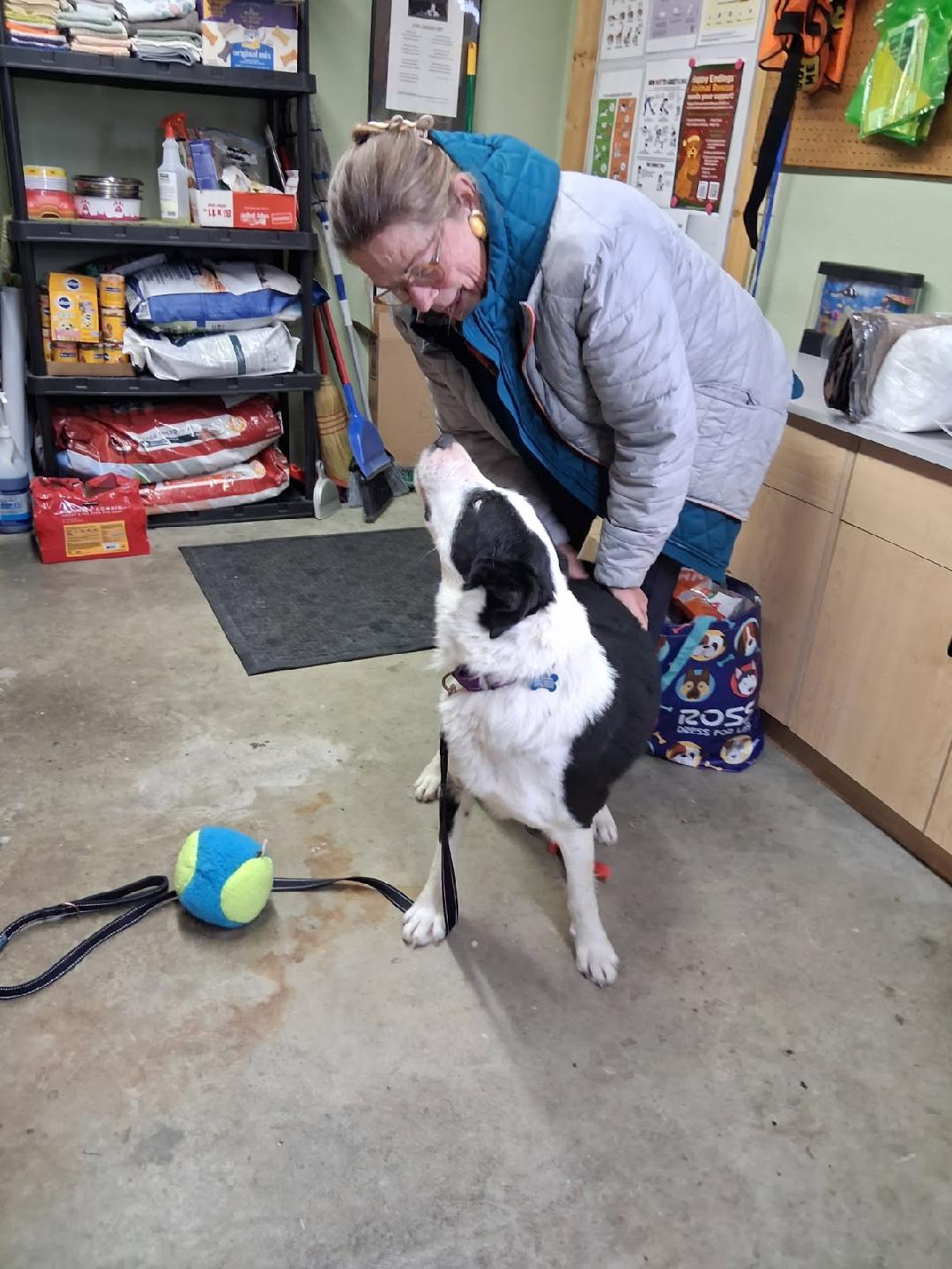 Bo, an adopted mixed breed in Pinedale, WY image 2/4