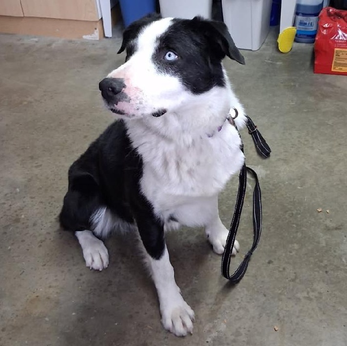 Bo, an adopted mixed breed in Pinedale, WY image 3/4