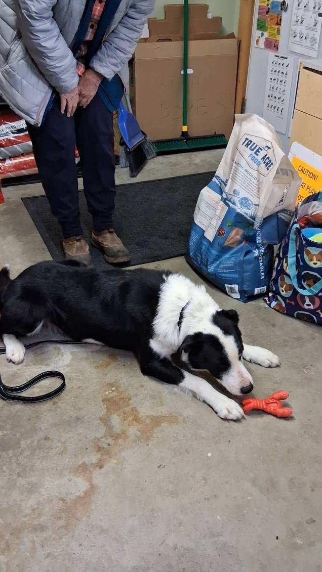 Bo, an adopted mixed breed in Pinedale, WY image 4/4