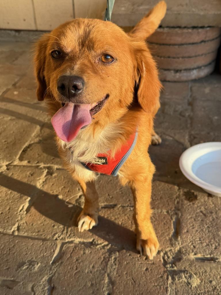 Teddy, an adoptable Papillon, Dachshund in Claremont, CA, 91711 | Photo Image 1