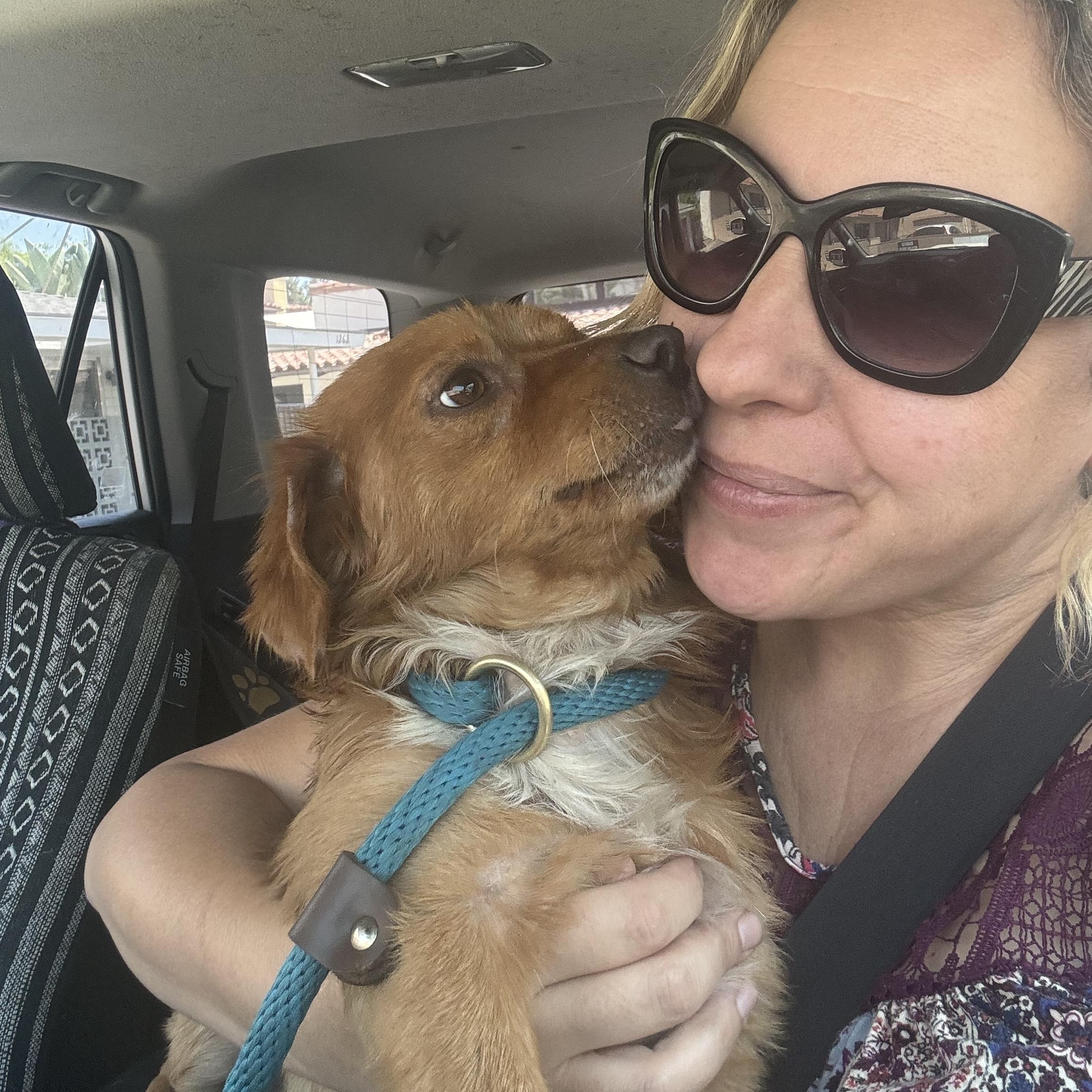 Teddy, an adoptable Papillon, Dachshund in Claremont, CA, 91711 | Photo Image 3