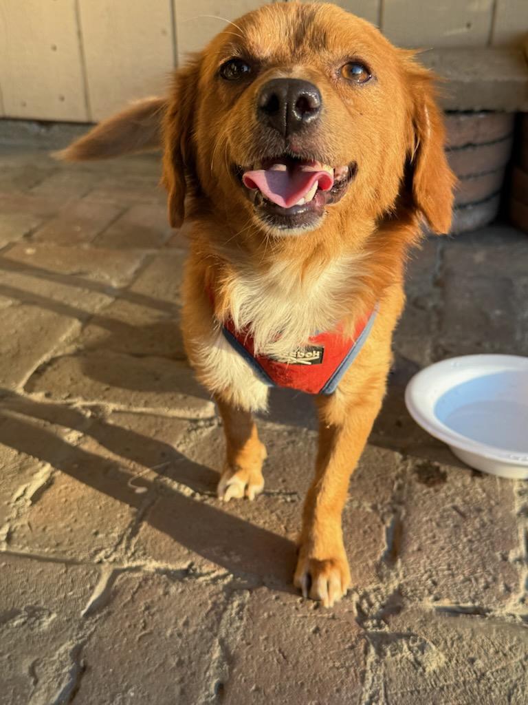 Teddy, an adoptable Papillon, Dachshund in Claremont, CA, 91711 | Photo Image 4