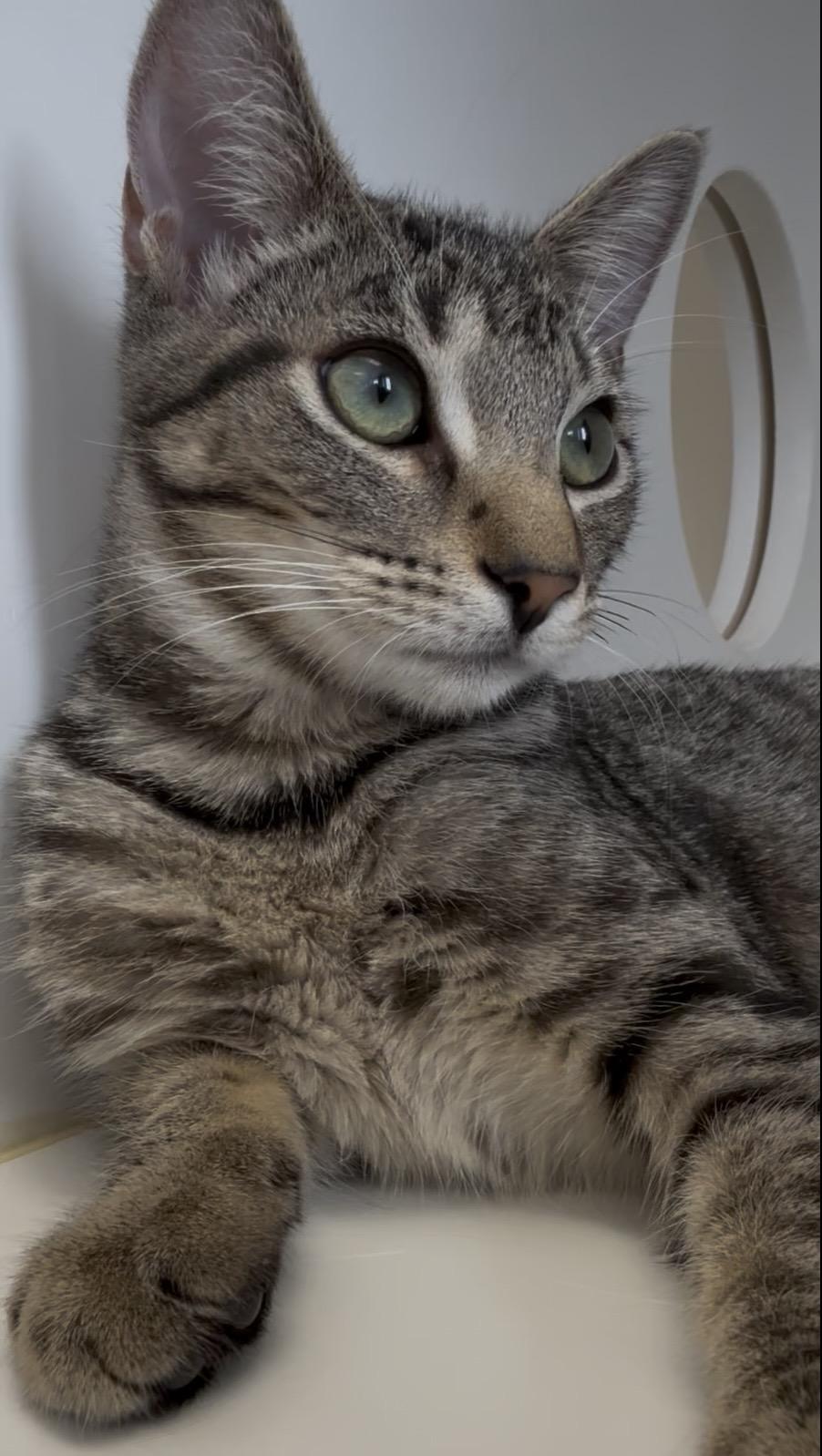 Enlarge Rosie, a Adoptable Tabby in Newport Beach, CA image 6/6