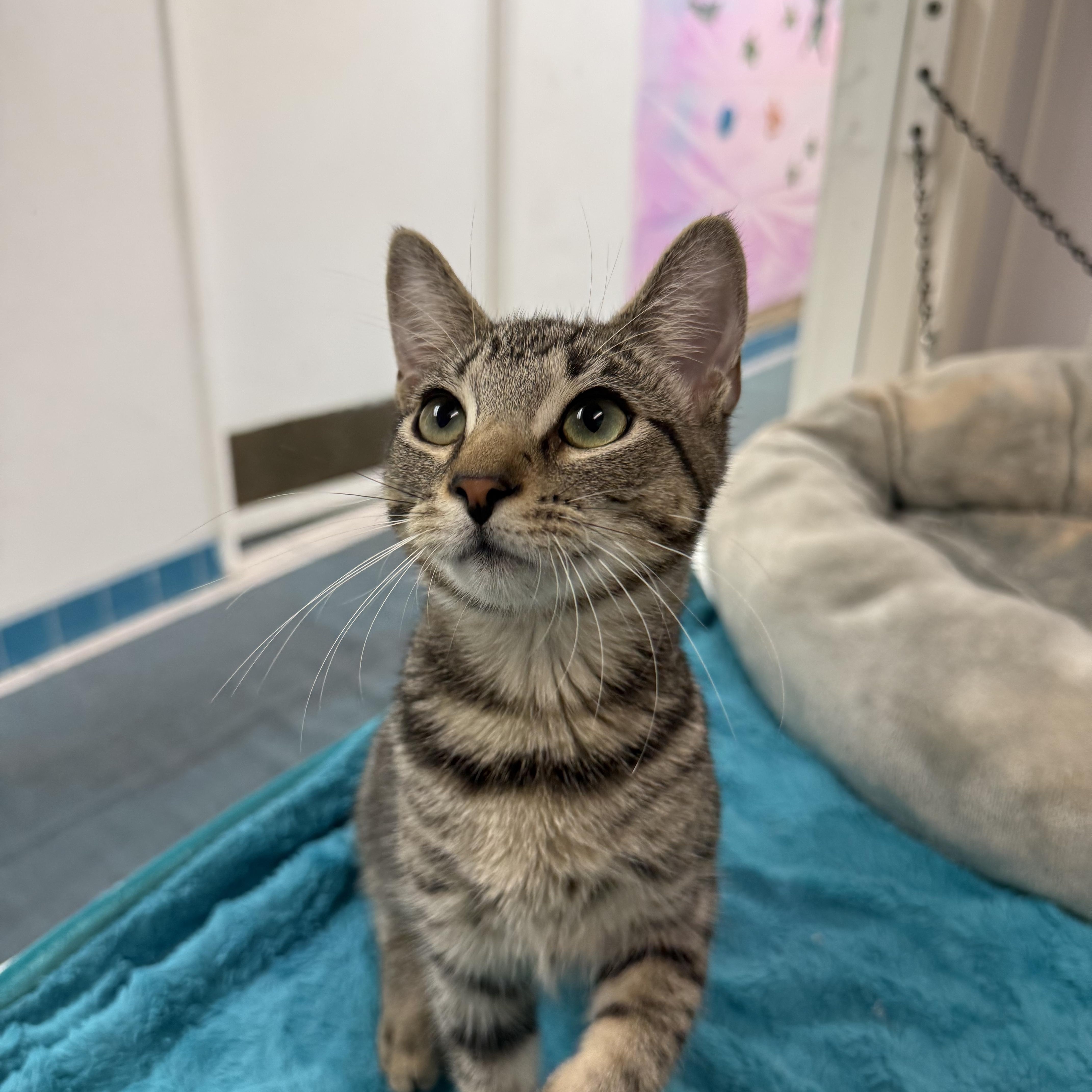 Rosie, Adoptable, Young Female Tabby.