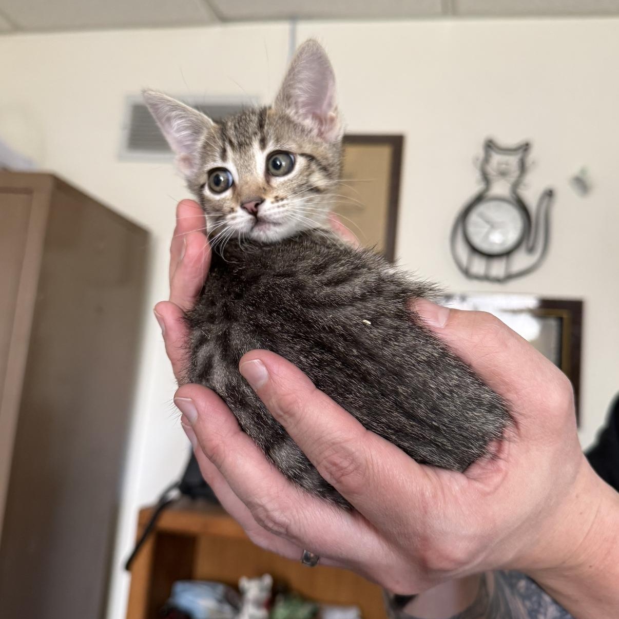 Enlarge Rosie, a Adoptable Tabby in Newport Beach, CA image 2/6