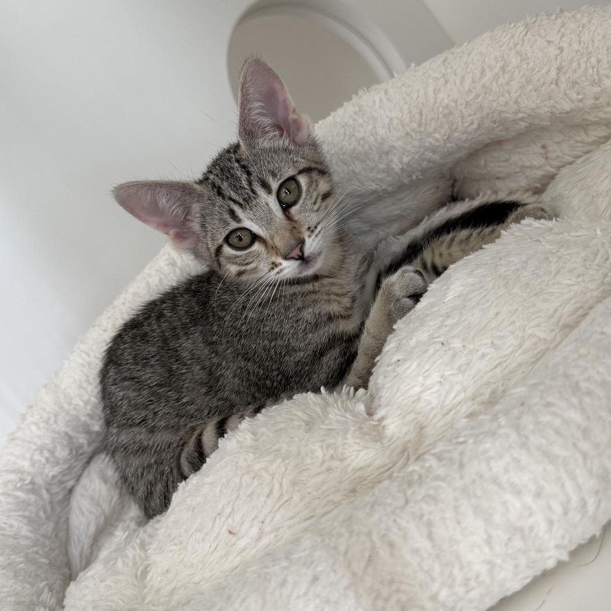Enlarge Rosie, a Adoptable Tabby in Newport Beach, CA image 3/6