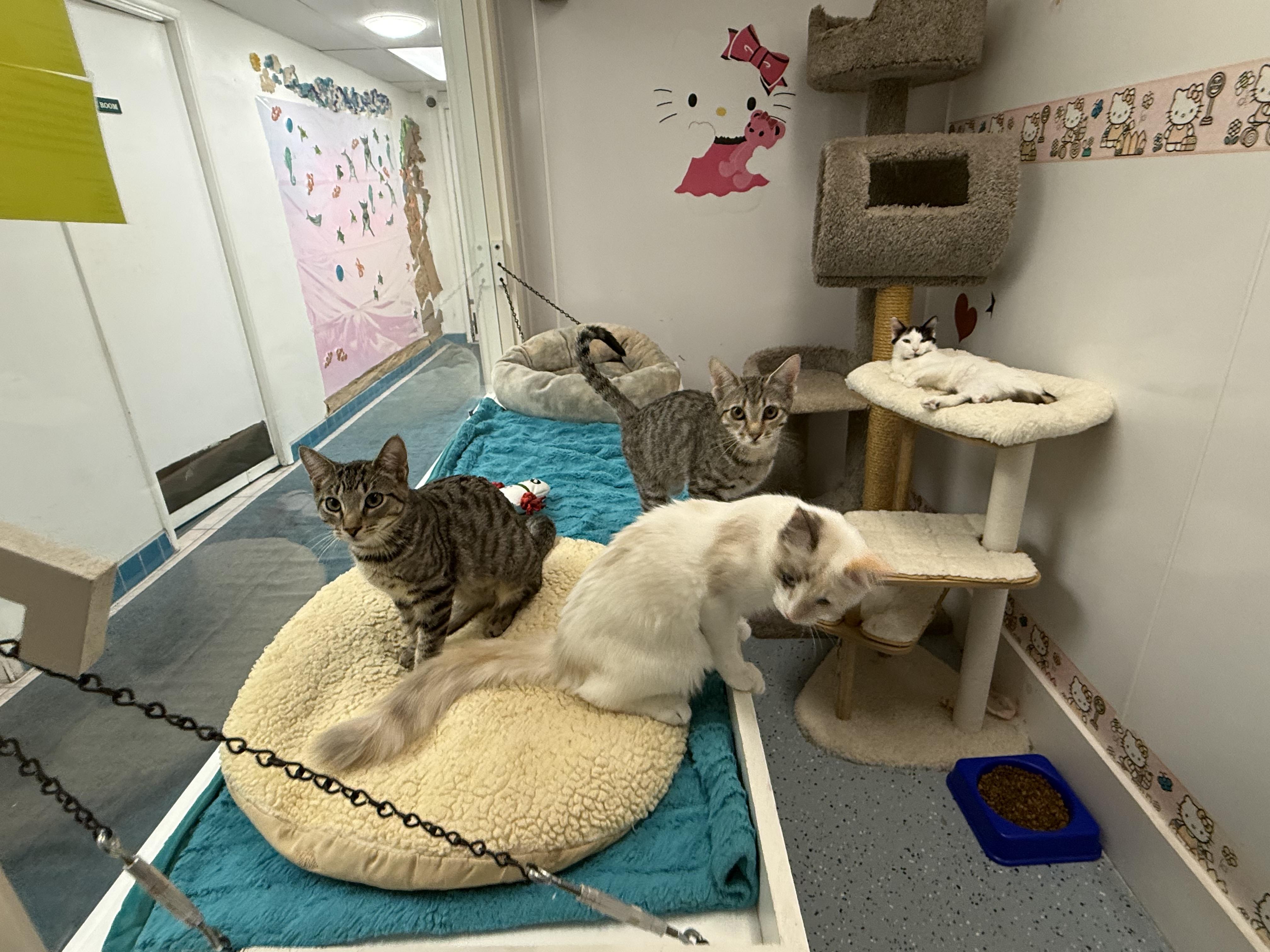 Enlarge Rosie, a Adoptable Tabby in Newport Beach, CA image 5/6
