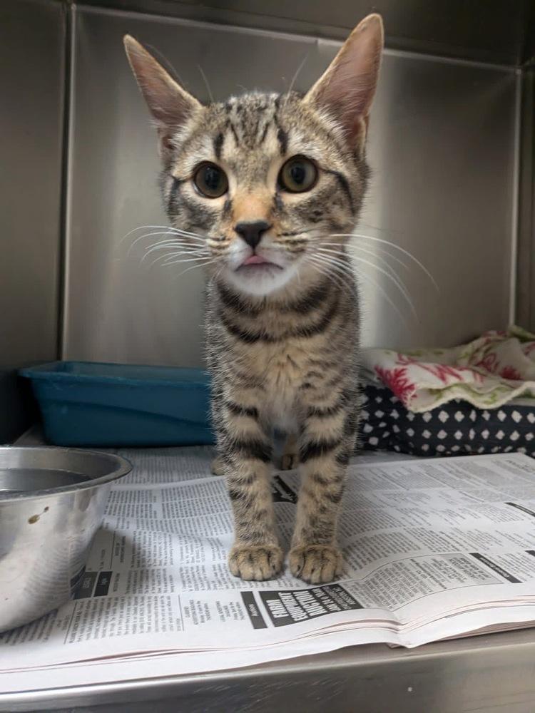 Enlarge Fennel, a Adopted Domestic Short Hair in Youngsville, NC image 1/1