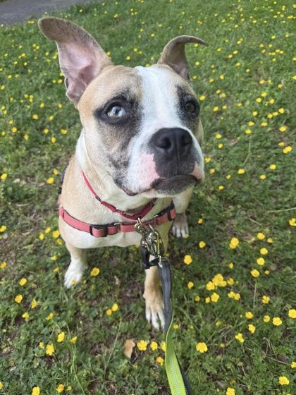 Bookmark, Adoptable, Adult Male Mixed Breed.