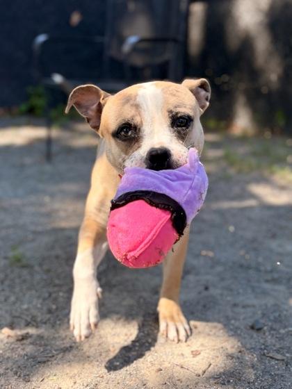 Enlarge Bookmark, a Adoptable mixed breed in Fairfax, VA image 2/3