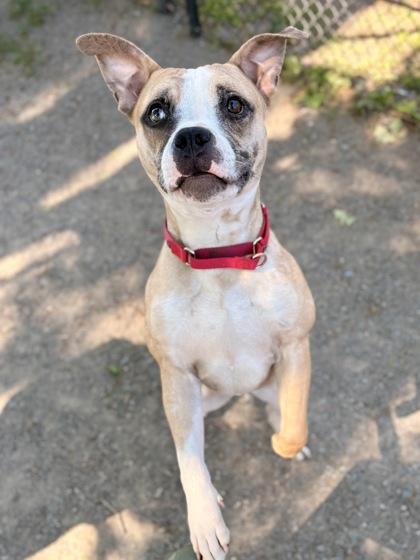 Enlarge Bookmark, a Adoptable mixed breed in Fairfax, VA image 3/3