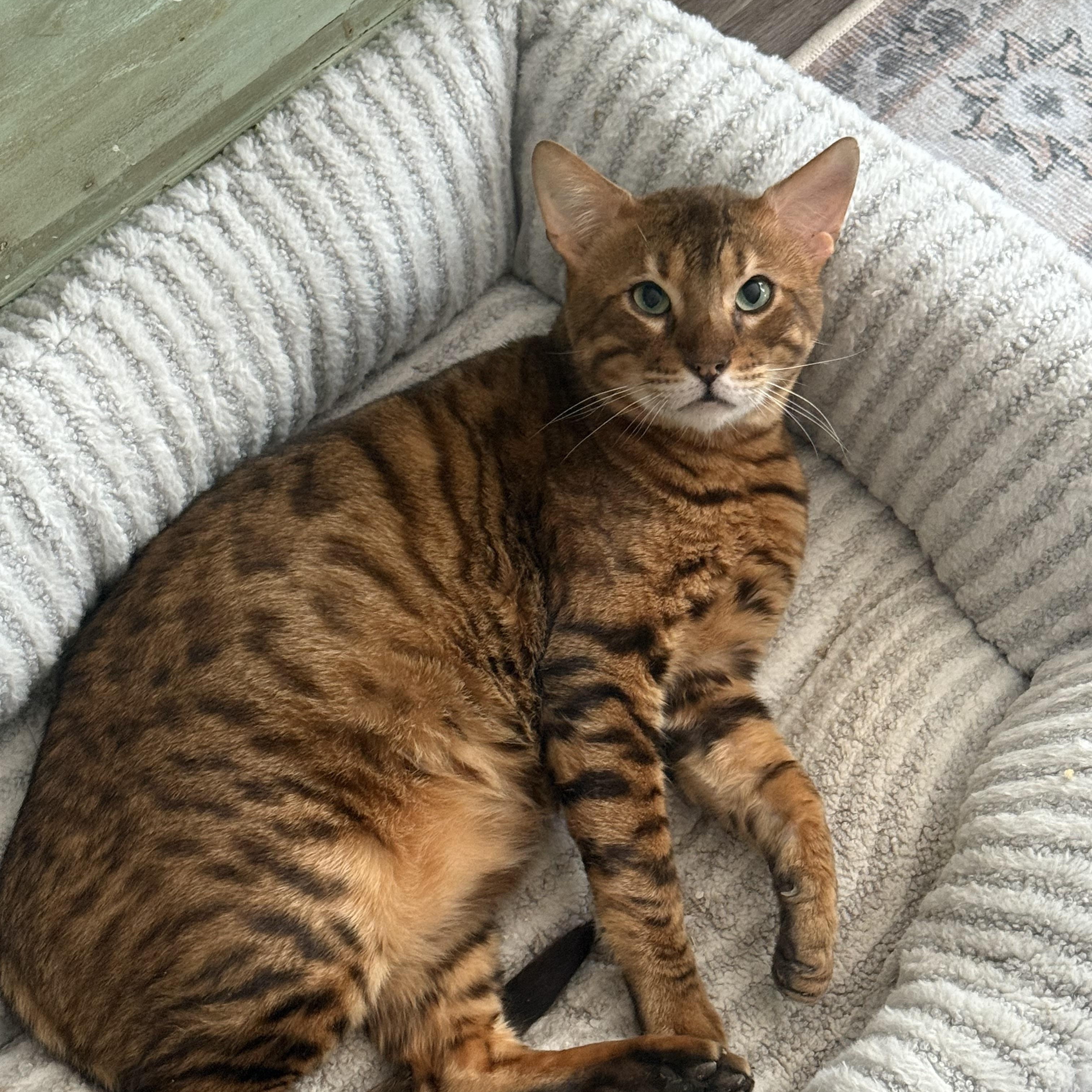 Don Corleone, Adoptable, Adult Male Bengal.