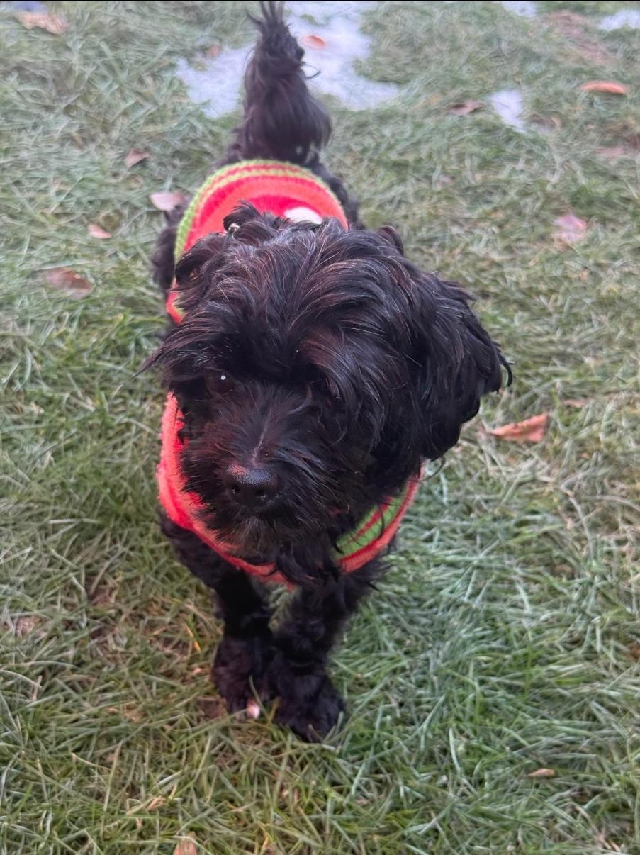 Enlarge Boris, an adopted mixed breed in Toronto, ON image 2/6