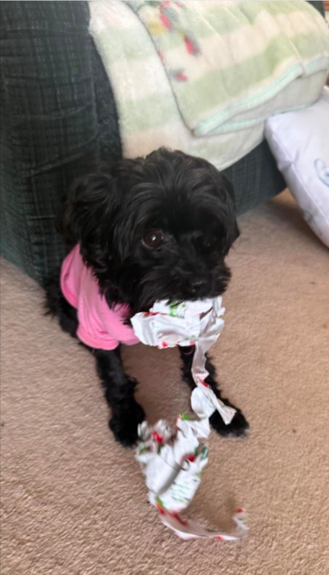 Enlarge Boris, an adopted mixed breed in Toronto, ON image 6/6