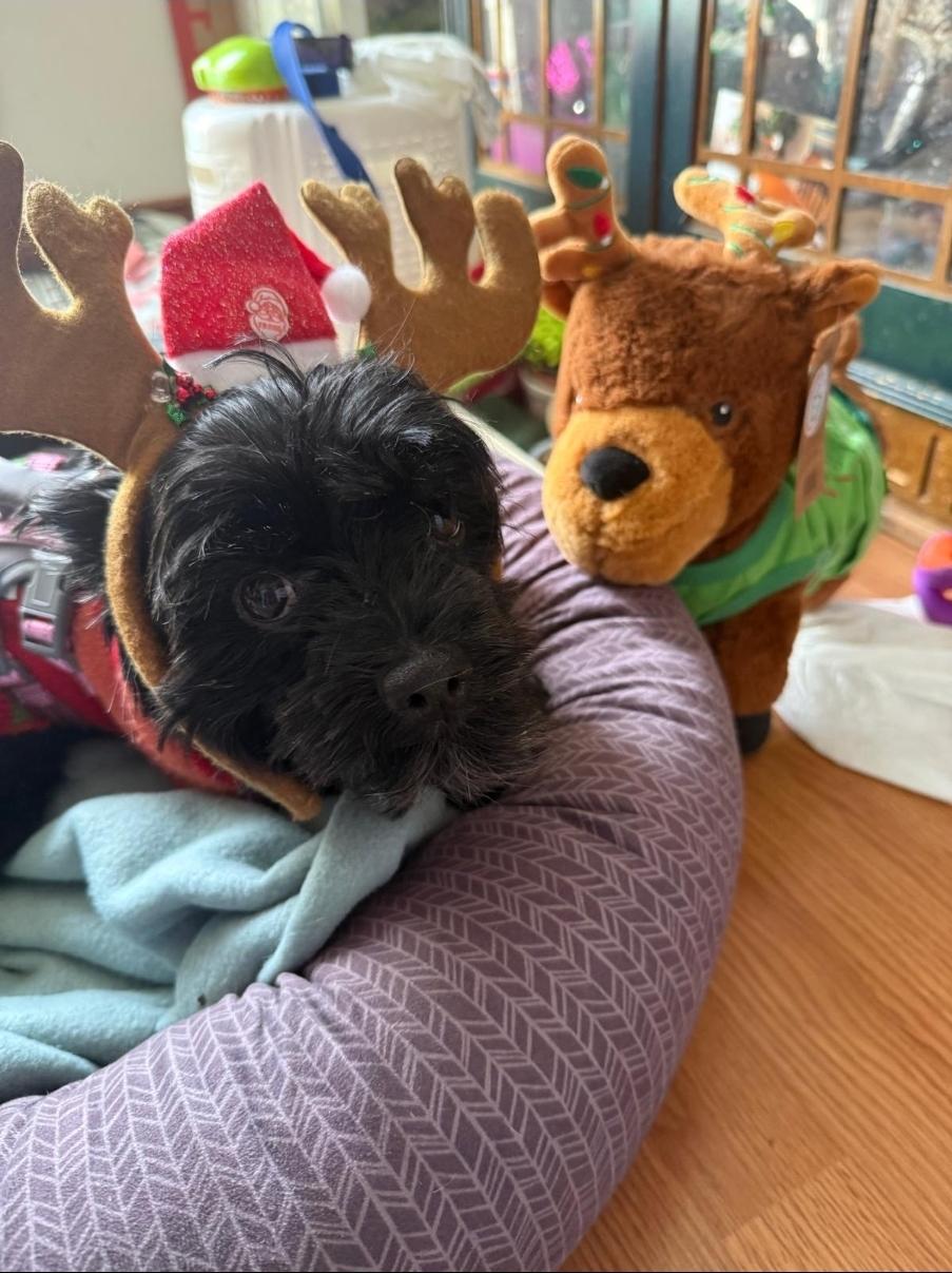 Enlarge Boris, an adopted mixed breed in Toronto, ON image 3/6