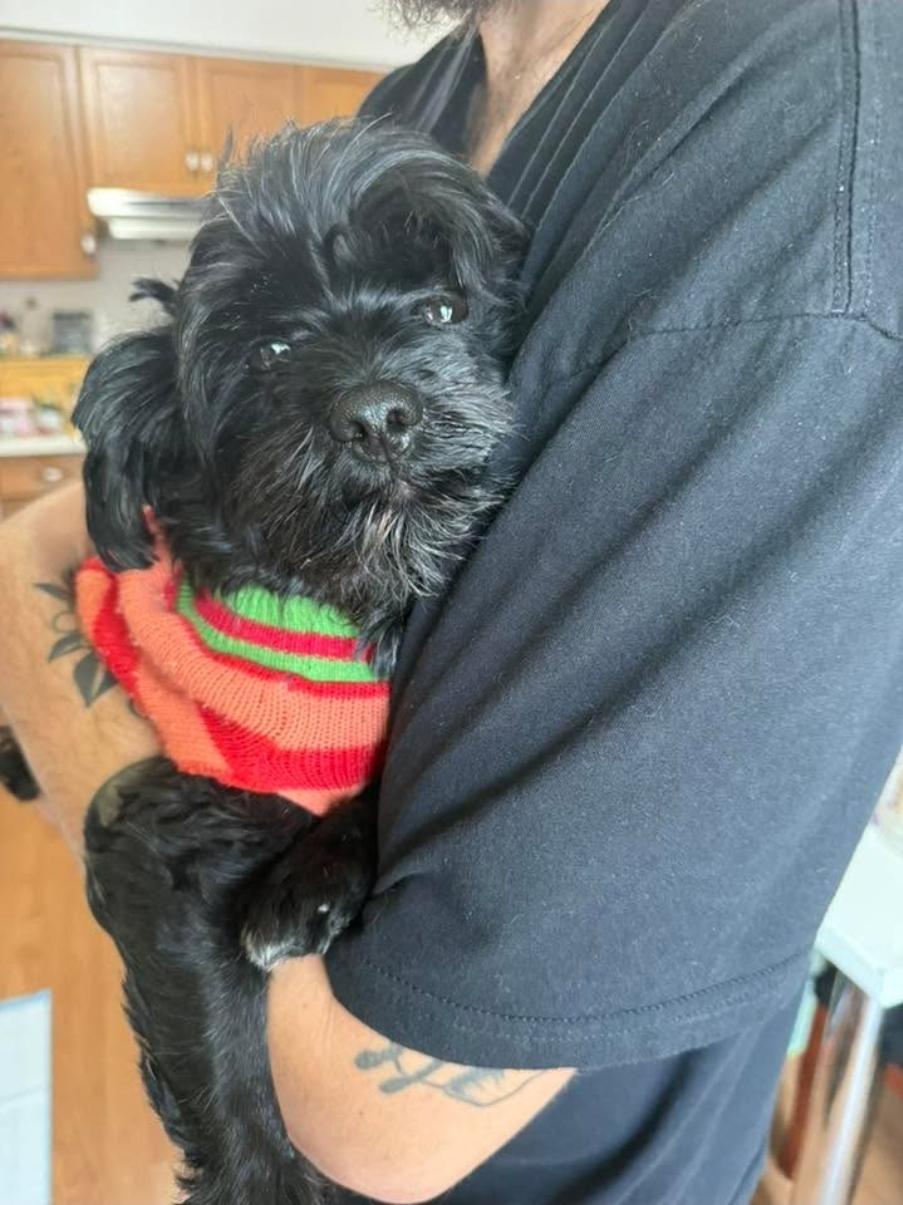 Enlarge Boris, an adopted mixed breed in Toronto, ON image 4/6