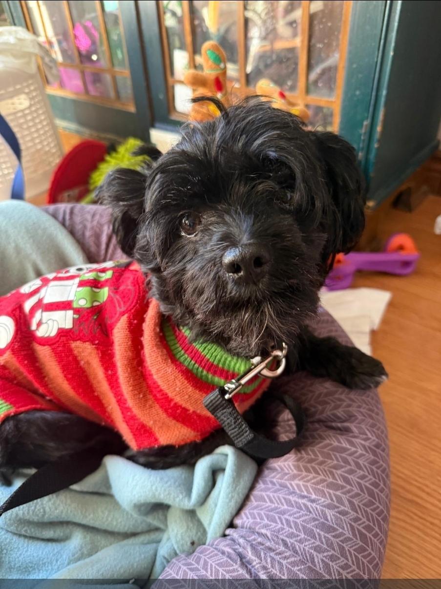 Boris, Adoptable, Young Male Yorkshire Terrier.