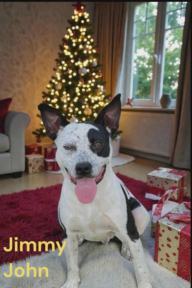 Enlarge Jimmy John, a Adoptable mixed breed in Rothesay , NB image 1/6