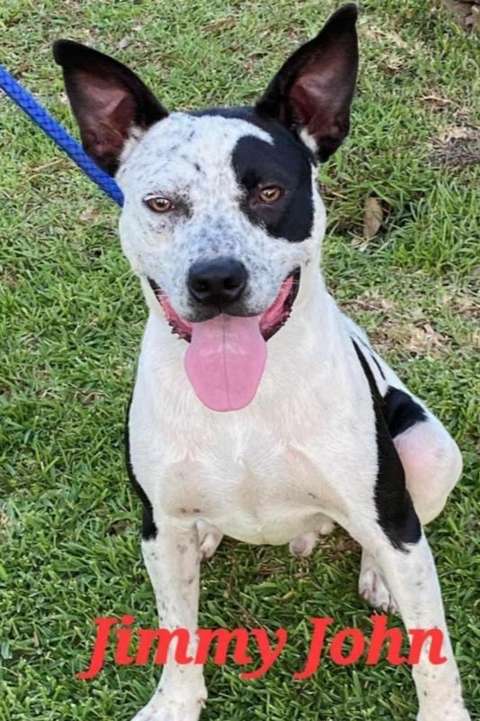 Enlarge Jimmy John, a Adoptable mixed breed in Rothesay , NB image 3/6