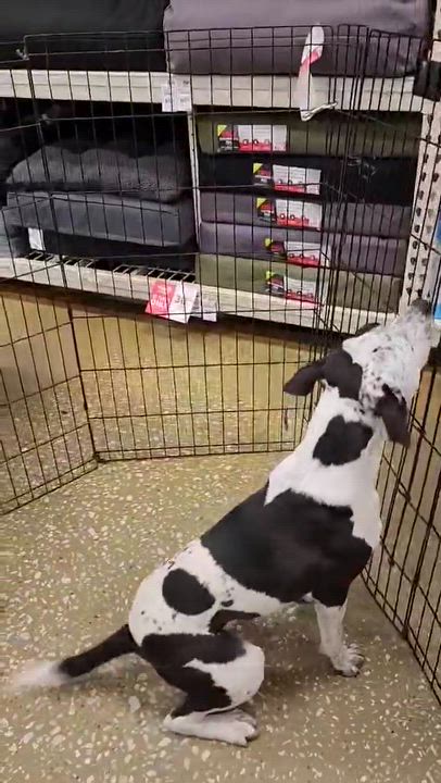 Enlarge Jimmy John, a Adoptable mixed breed in Rothesay , NB video 5/6