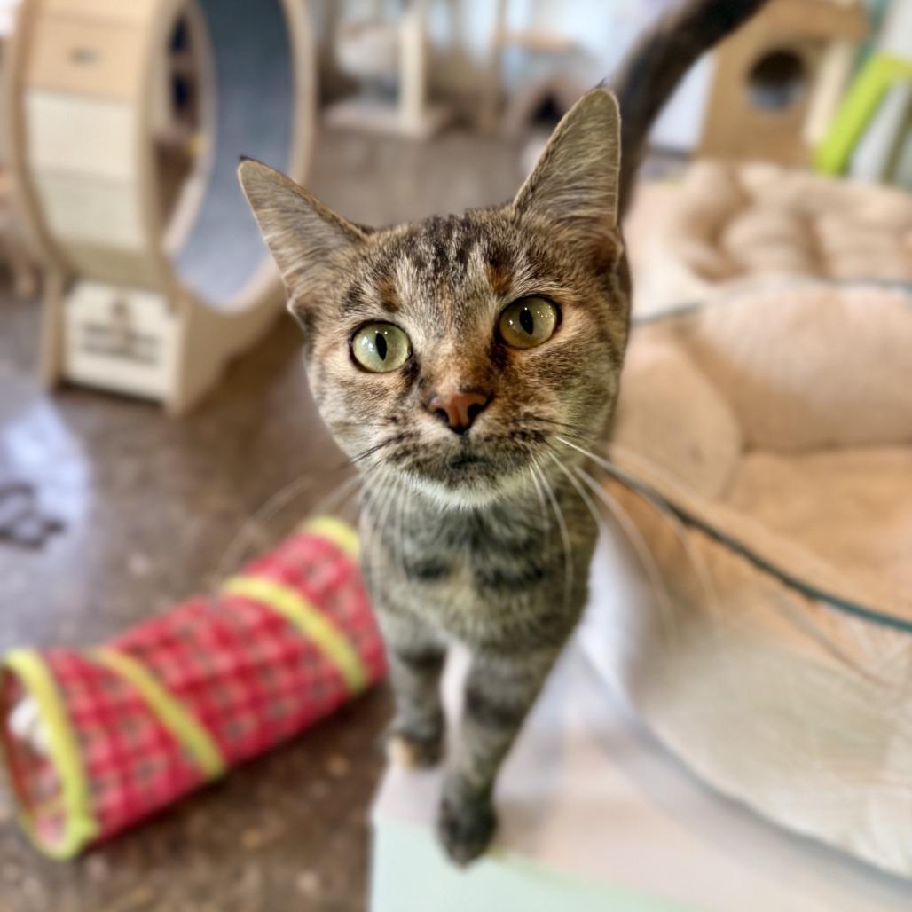 Pocket, Adoptable, Young Female Domestic Short Hair.