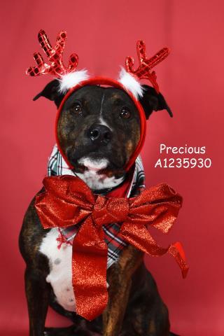 Precious, ADOPTABLE, Adult Female Pit Bull Terrier.