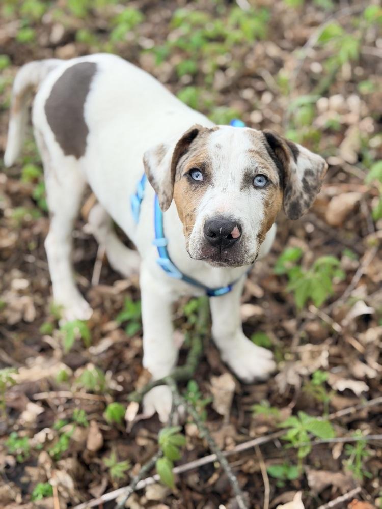 Foley, Adoptable, Puppy Male Catahoula Leopard Dog & Australian Shepherd.