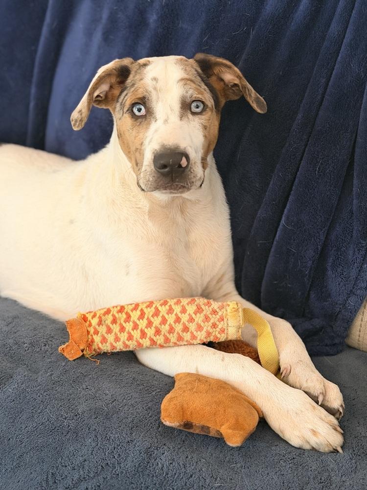 Foley, a Adoptable mixed breed in Grove City, OH image 2/6