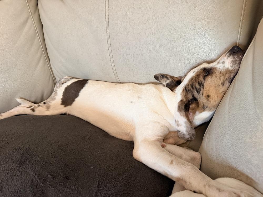 Foley, a Adoptable mixed breed in Grove City, OH image 3/6