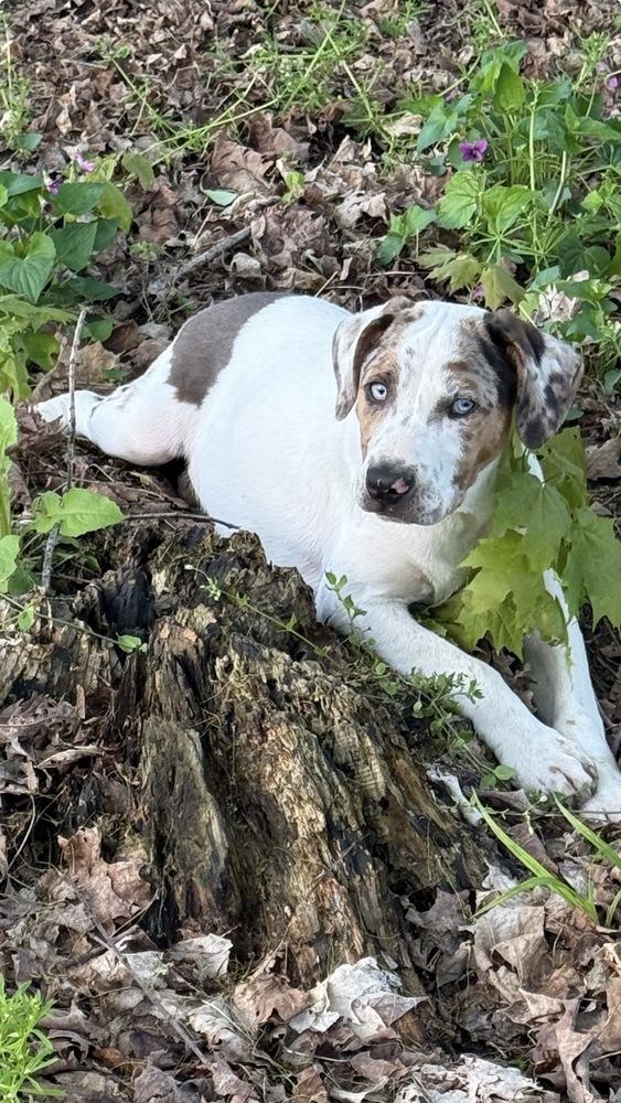 Foley, a Adoptable mixed breed in Grove City, OH image 4/6