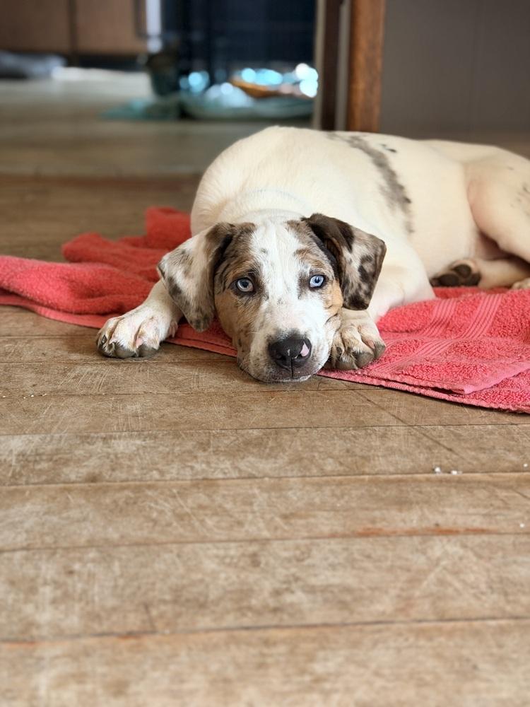 Foley, a Adoptable mixed breed in Grove City, OH image 5/6