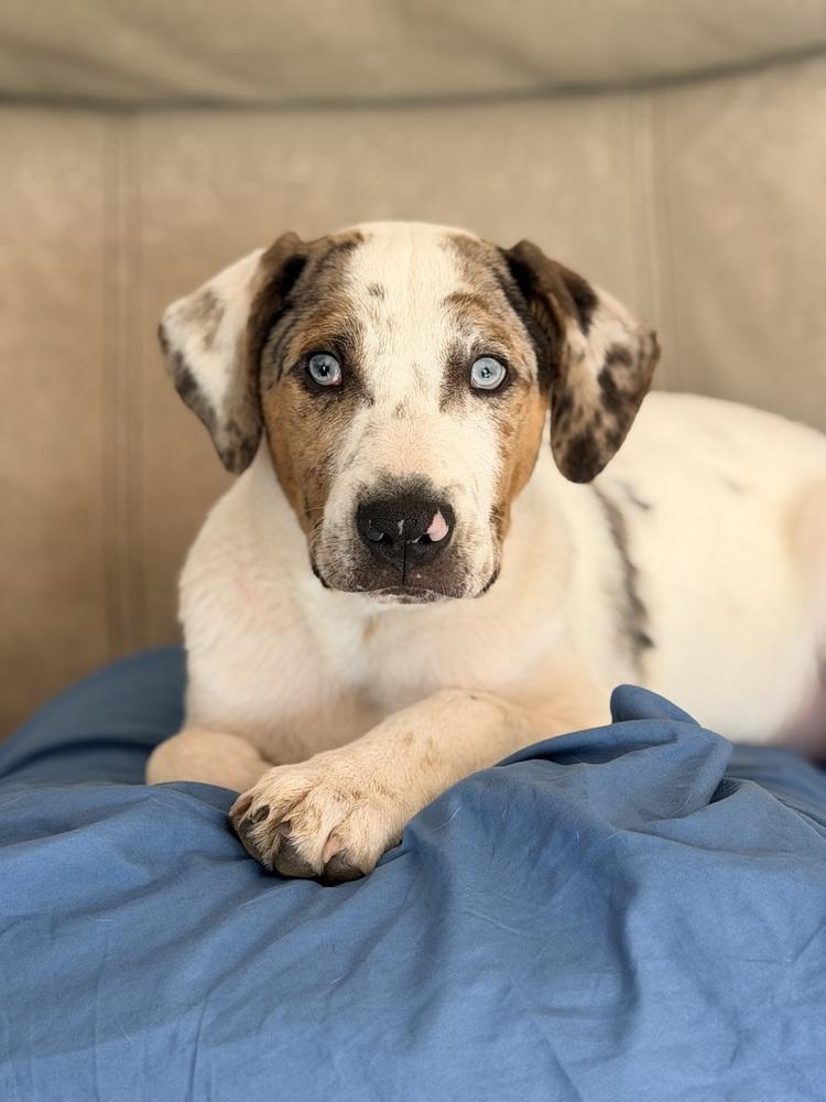 Foley, a Adoptable mixed breed in Grove City, OH image 6/6