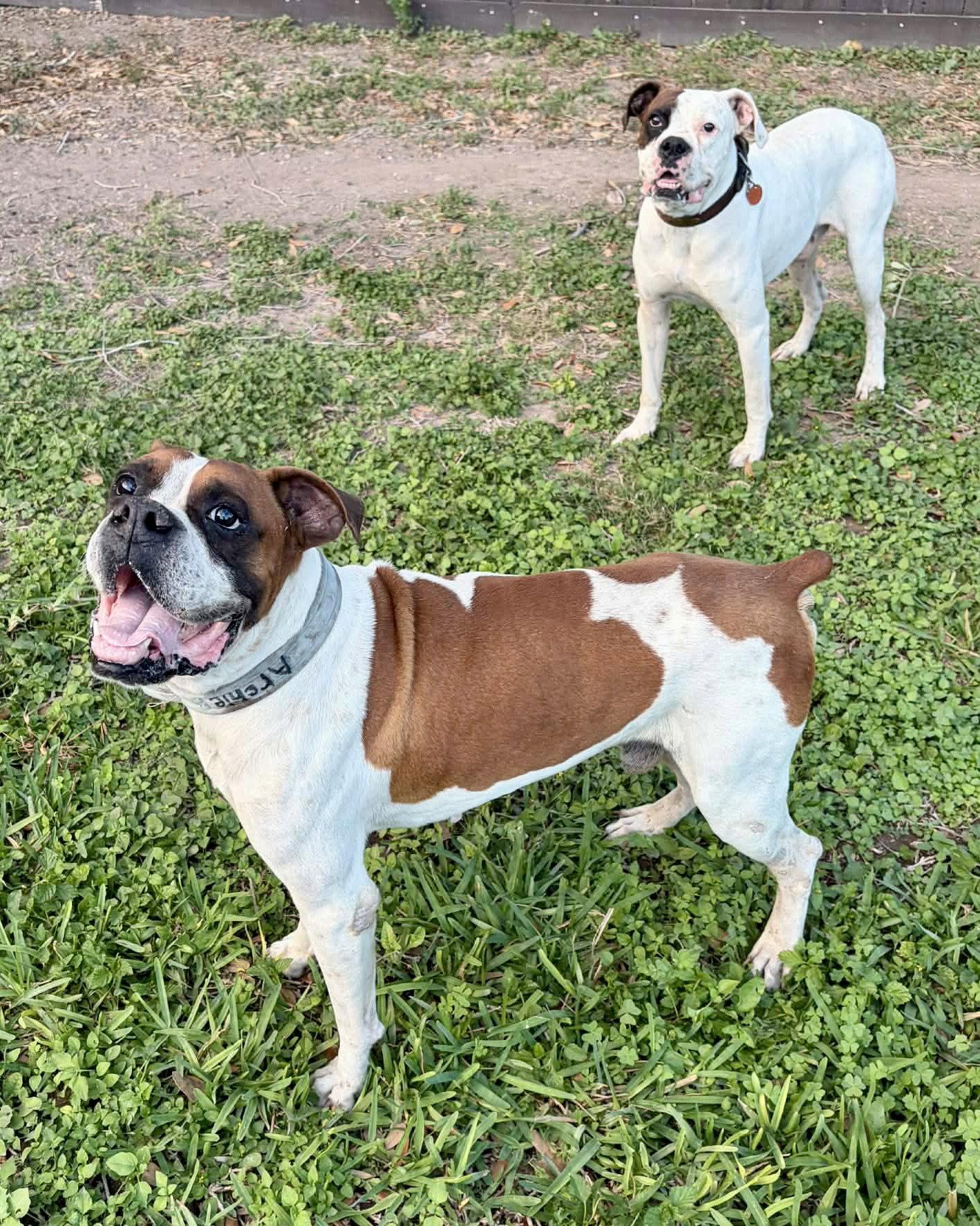 Eli, Adoptable, Adult Male Boxer.