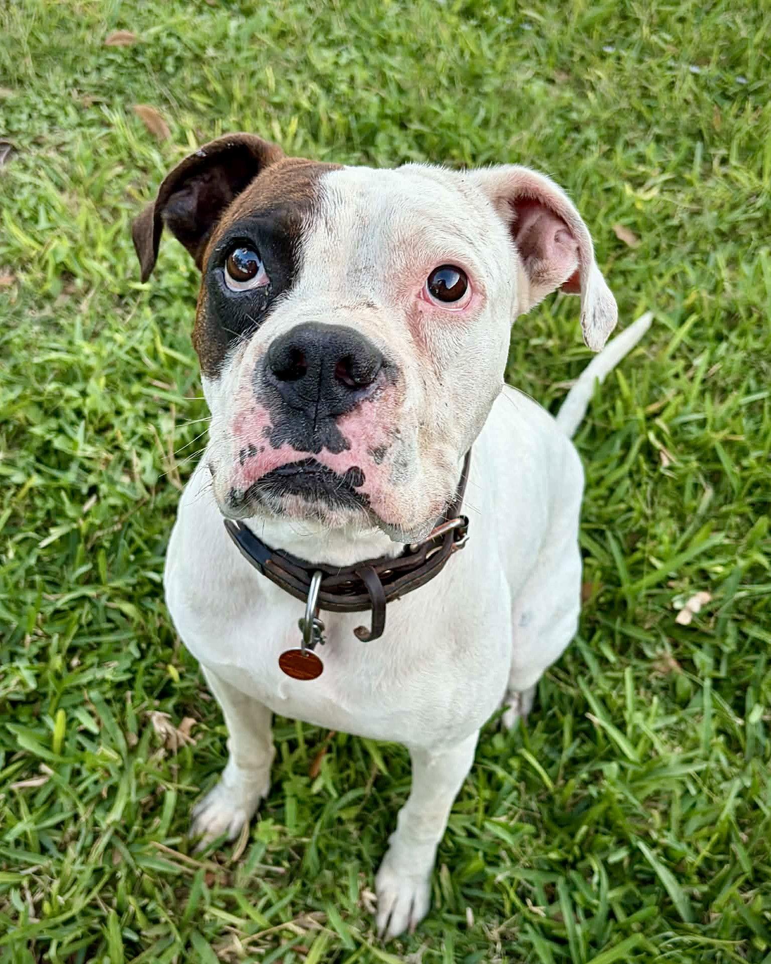 Enlarge Eli, a Adoptable Boxer in Monticello, NY image 2/3
