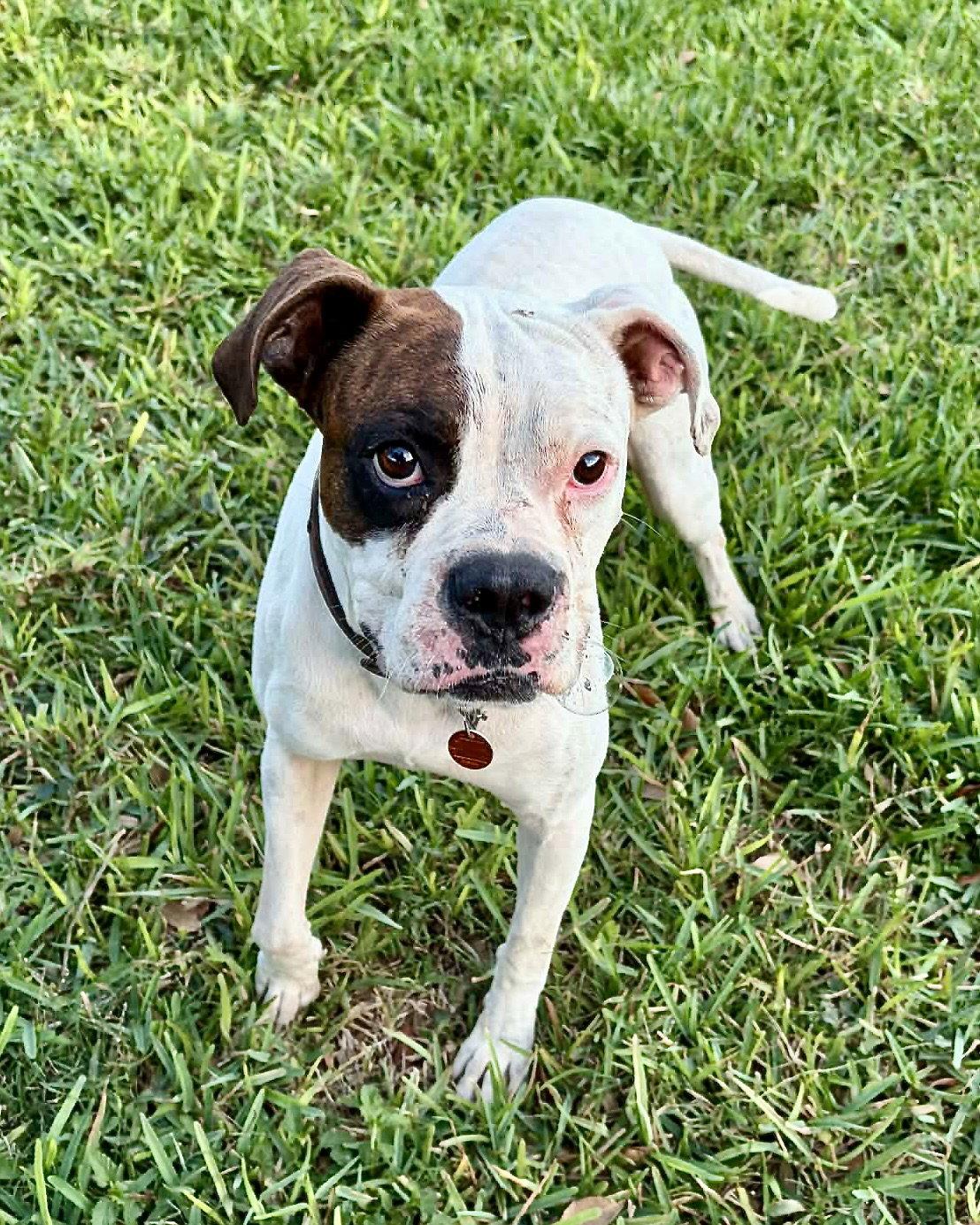 Enlarge Eli, a Adoptable Boxer in Monticello, NY image 3/3